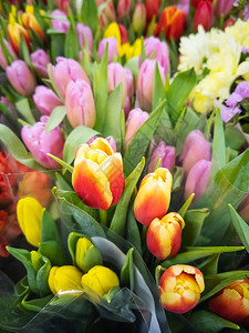 多色郁金香红色黄色紫色在花店出售春天节日妇女节花卉业务的概念图片