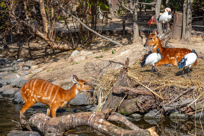 阳光明媚的自然林地野生动物鹿和非洲神图片