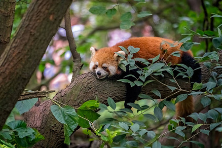 睡在树上的小熊猫火狐四川省背景图片