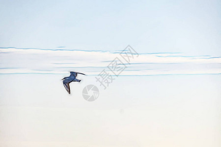 海鸥在蓝天飞翔图片