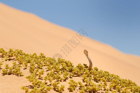 野生动物相遇小而有毒的沙毒蛇Bitisperingueyi图片