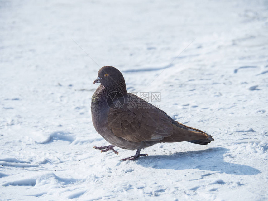 一只棕色鸽子在冬图片