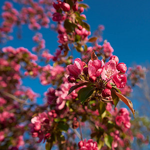 春天梅树上的红花图片