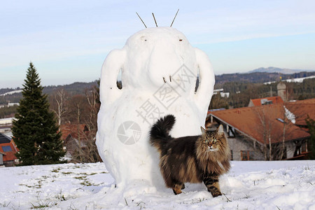 冬季挪威森林猫在雪人面图片