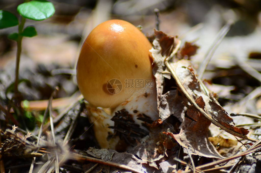 蘑菇上用拉丁名阿加里科斯硅酸盐在图片