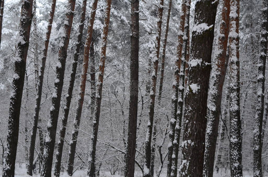 雪覆盖的松树干在作为背景的松树林中冬季森林雪从树上飘落抽图片