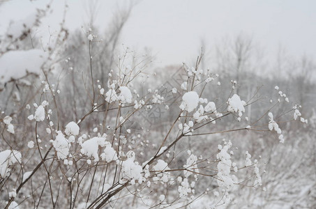 与积雪的树冬天风景图片