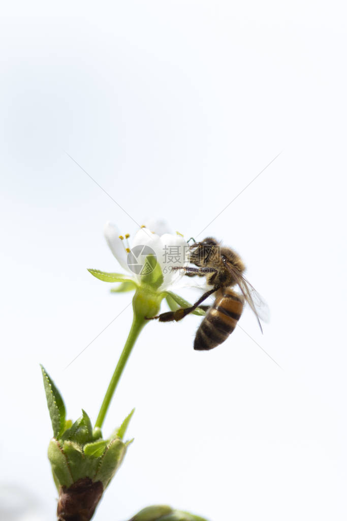 春天开花的果园开花的李子果树和蜜蜂春天的背景图片