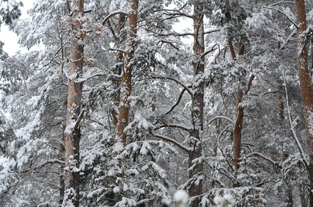 白雪皑的冬季景观的美丽景色图片