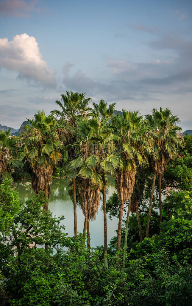 广西省古林镇李河边生长的夏季热带地貌和棕榈树图片