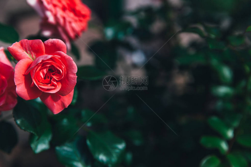 在夏天的时候美丽的粉红色玫瑰花自然背景与开花的红玫瑰鼓舞人心的天然花卉春天盛开的花园或公园背景美花复古图片