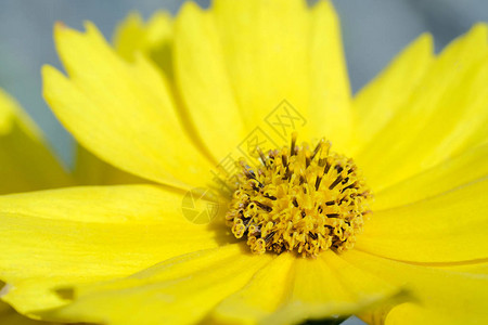 淡黄色雏菊花特写图片