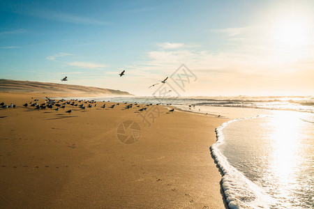 海滩上美丽的日落和海鸥群图片