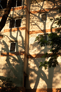 雨林树枝和树枝的奇幻阴影在高楼的古老外墙上阳背景图片