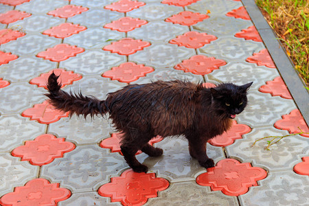 雨下时在人行道上流湿落悲伤的黑猫图片