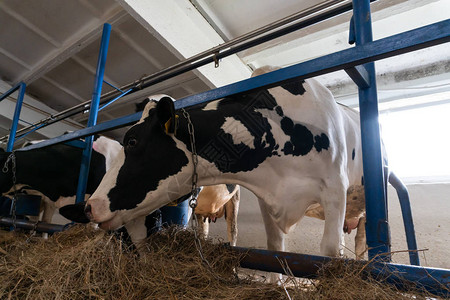 农场里的奶牛奶牛图片