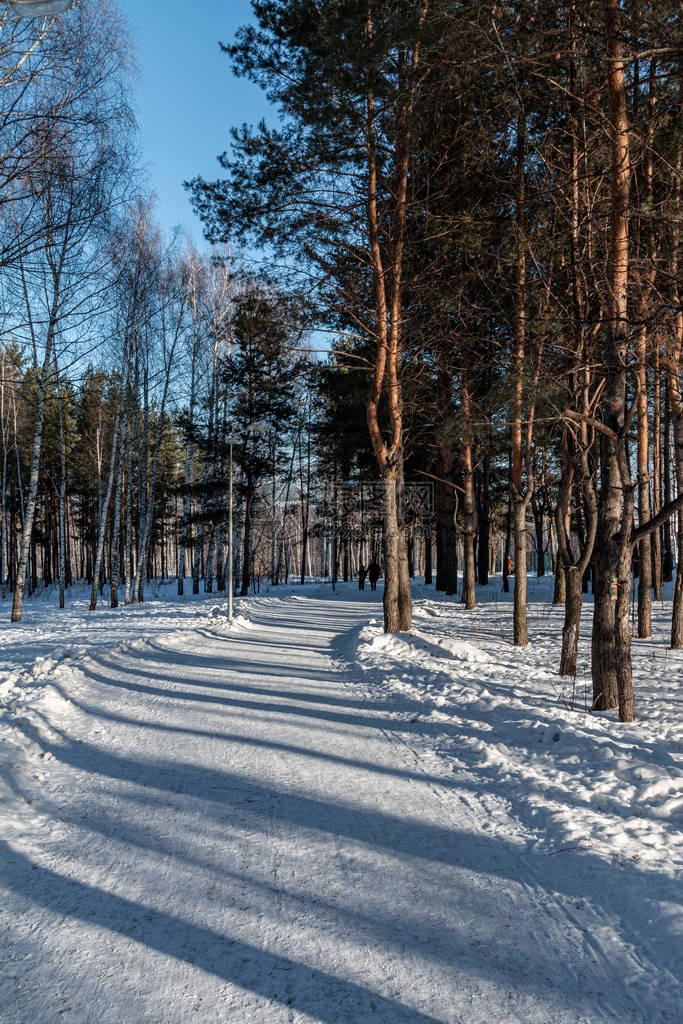 冬季松树冷冻森林城市公园雪上灰色的影子线生态和环图片