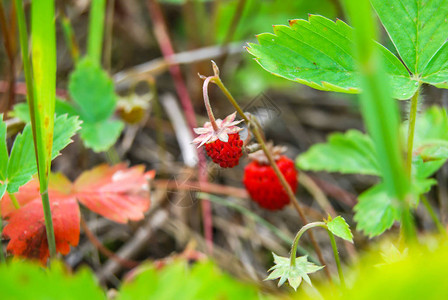 成熟野草莓的特写图片