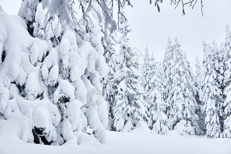 风景大雪后的山地冬季森林图片