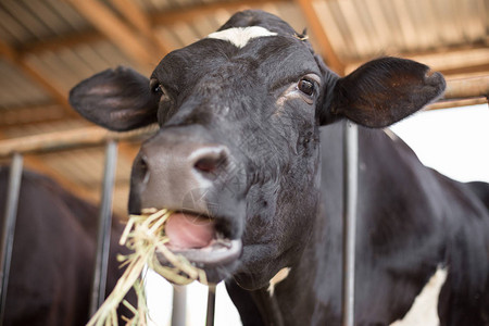 奶牛在农场吃草的特写镜头图片