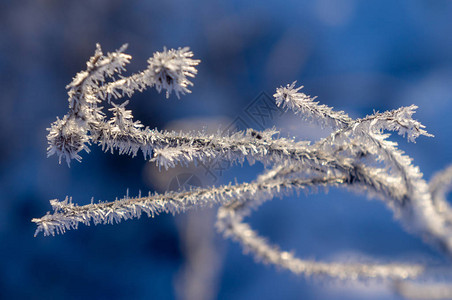 树枝上的雾凇冰天冬天的美丽冬天背景冬天的植图片