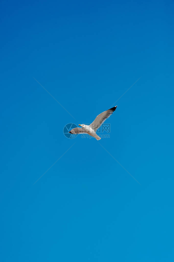 海鸥在清蓝的天空中飞翔图片