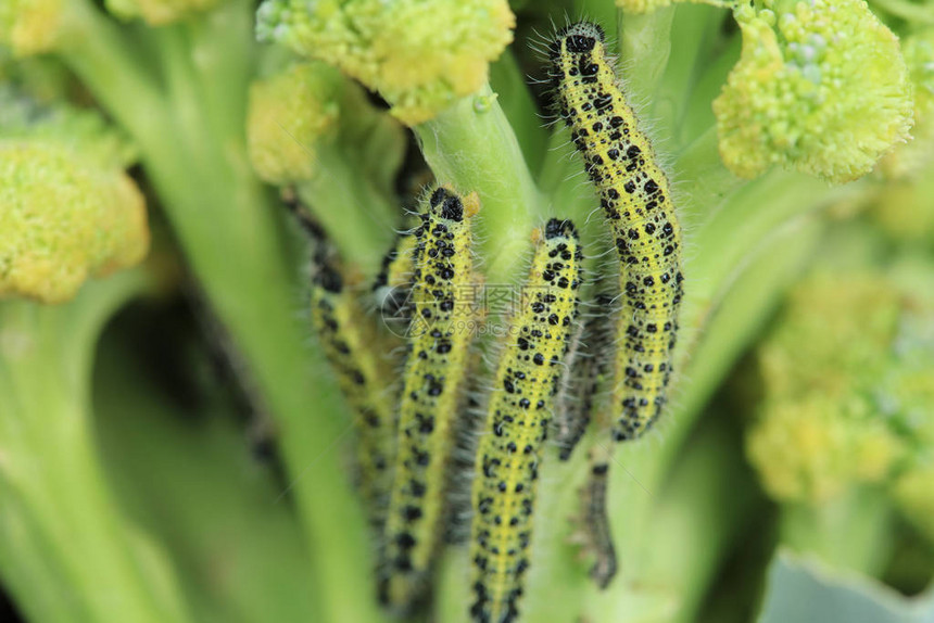 花生植物上的大型白蝴蝶毛虫Pierisblo图片