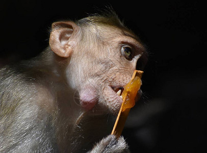 猴子在吃东西图片