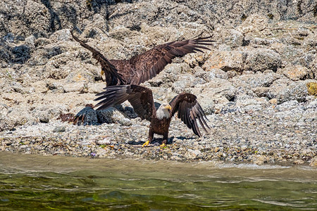 两只白尾海鹰站在石堆沙滩上它们伸展翅图片