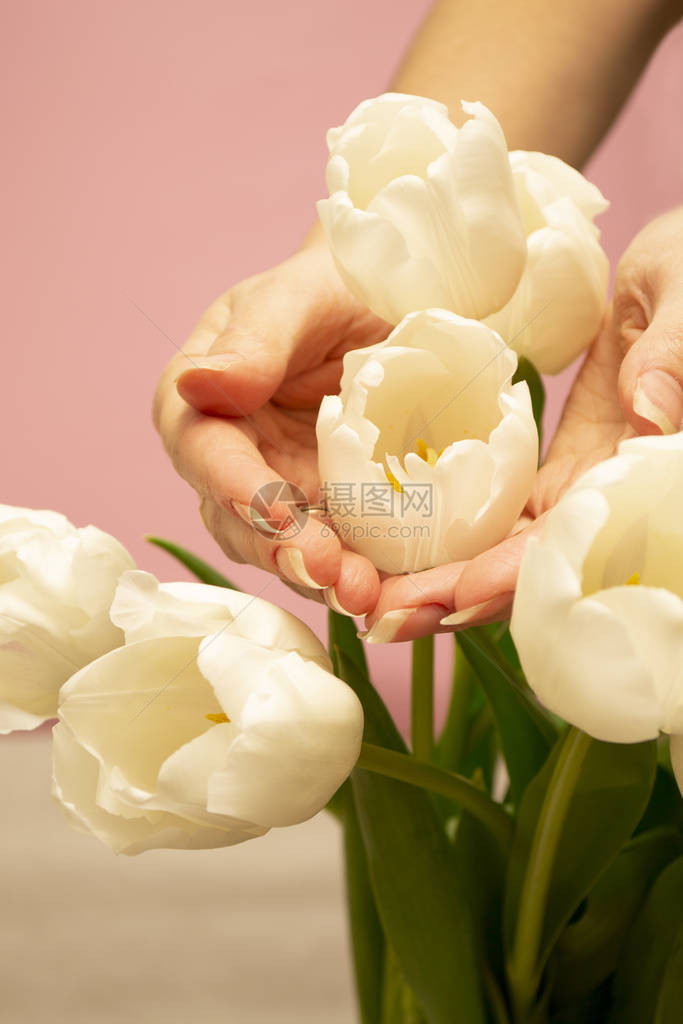 女孩用手抚摸着一束白色的郁金香白色的花朵一束白色郁金图片