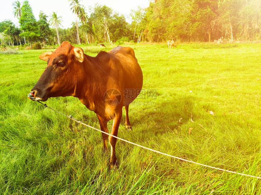 棕牛站在绿草的原上阳光明亮图片