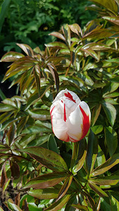 有红白条纹郁金香花的洋葱树丛春时花盆图片