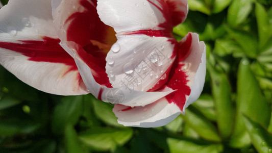 透明水滴在郁金香花瓣上的特写镜头图片
