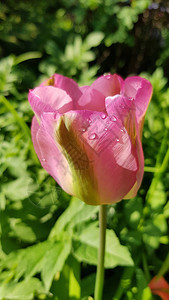 清澈的水滴在粉红色郁金香花瓣表面的精致结构上图片