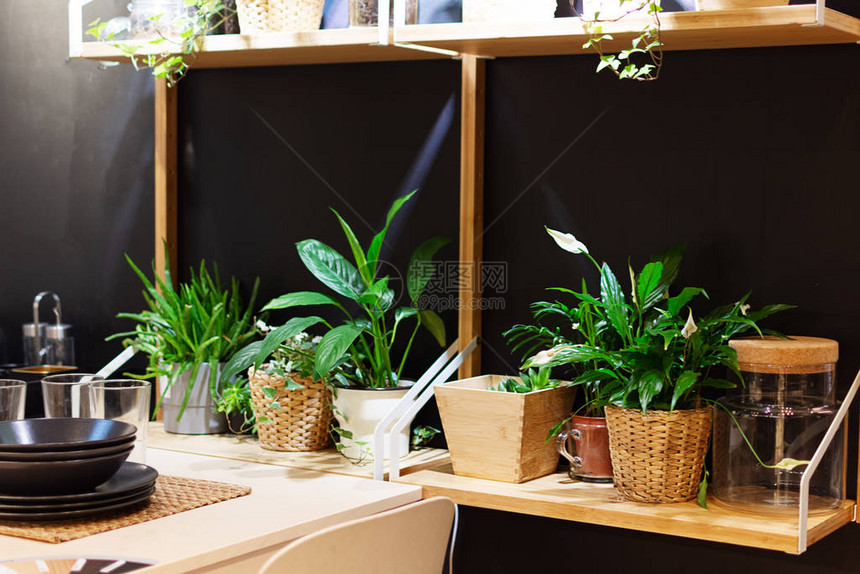 室内装饰的花盆中的绿色植物园艺概图片