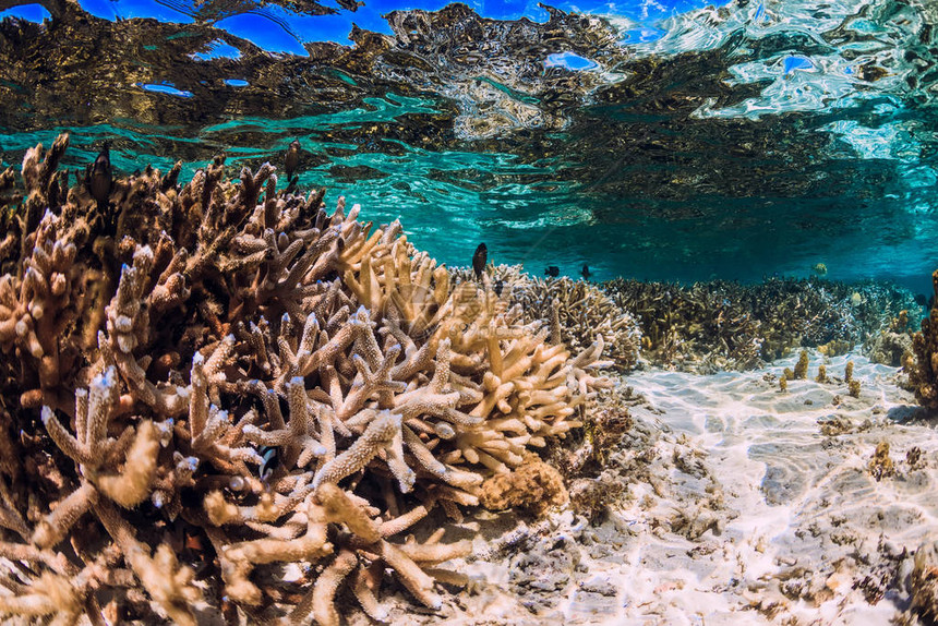 蓝大洋中的珊瑚和鱼类图片
