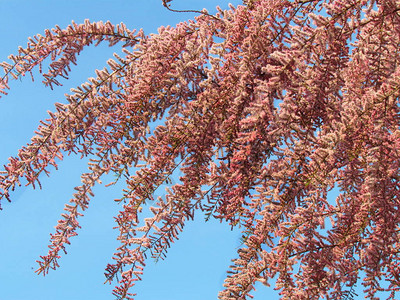 蓝色天空背景的Tama风险粉红色花朵灌木树枝图片