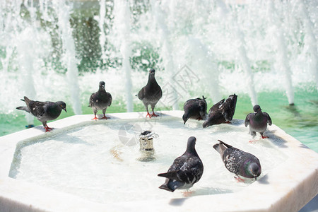 在炎热的白天口渴的鸽子在喷泉喝水图片