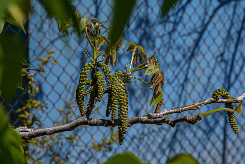 胡桃树的黄绿色长花序在模糊的背景上图片