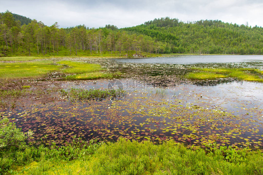 挪威池塘里的睡莲花图片