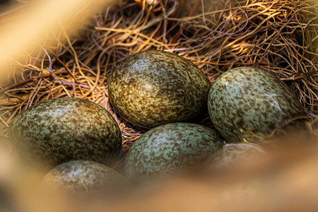 鹊始巢喜鹊蛋在窝里背景