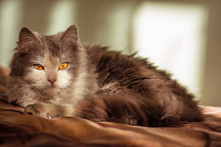 感兴趣的猫在家休息灰色毛茸的猫可爱的猫在家里可爱的猫在家里图片