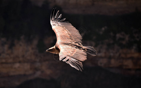 自然公园里的秃鹫狮高清图片