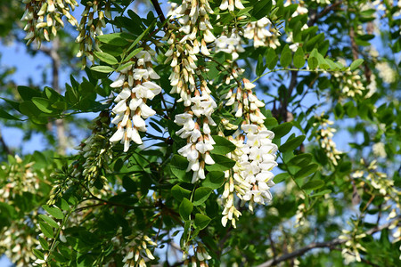 特写花序具白色花瓣盛开的树自然的叶图片