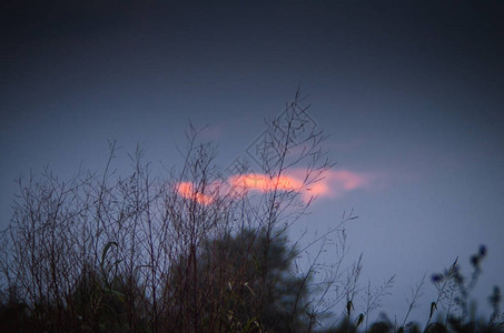 黄昏日落时云蓝色天空背景上的干草花纹日落图片