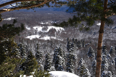冬季风景冬季森林松树和圣诞树被雪图片