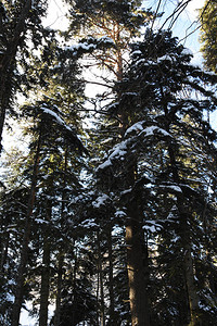 针叶林被雪覆盖Vyskoe树图片