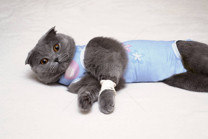 手术后苏格兰的折叠猫躺着图片