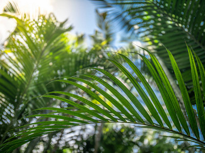 热带雨林中竹叶和棕榈树在明亮的阳光和蓝天下的特写照片图片