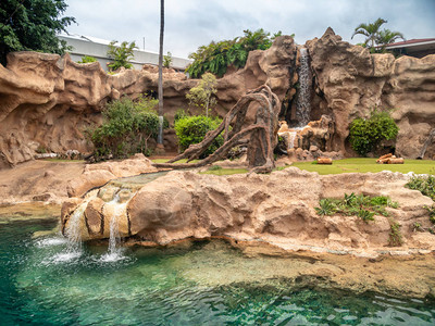 动物园里狮子或老虎的瀑布中美图片